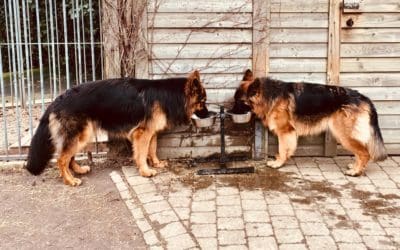 Wat is het verschil tussen een Oudduitse Herder en een langstokhaar?