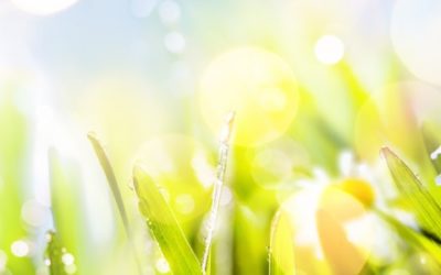 Waarom eten honden gras?