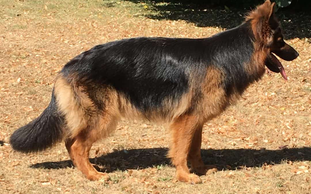 vraag de vacht van een oudduitse herder veel verzorging