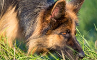 Waarom het belangrijk is je hond te laten snuffelen